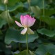 Lotus Lotus